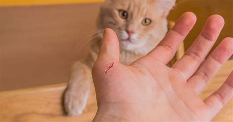 cat scratch