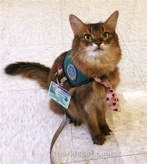 Cat Service Code 036