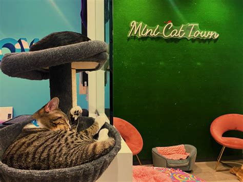 Cat Town