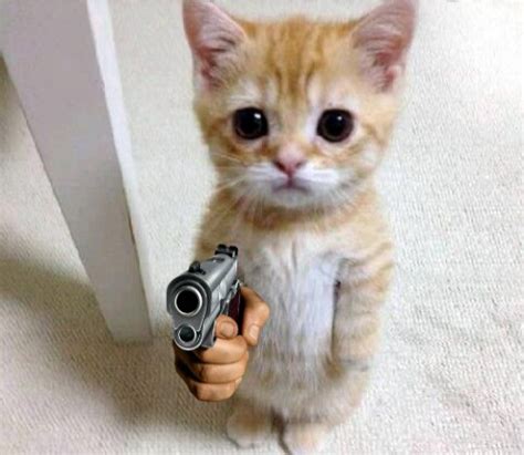 Cat With A Gun
