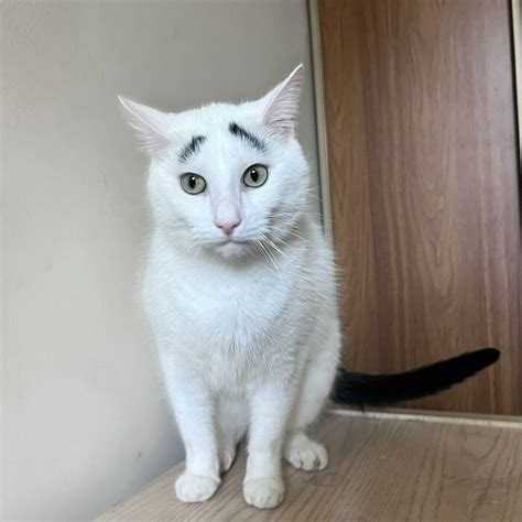 Cat With Eyebrows
