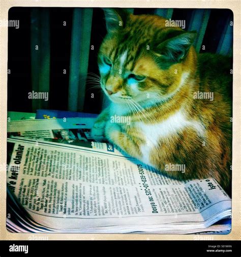 cat with newspaper