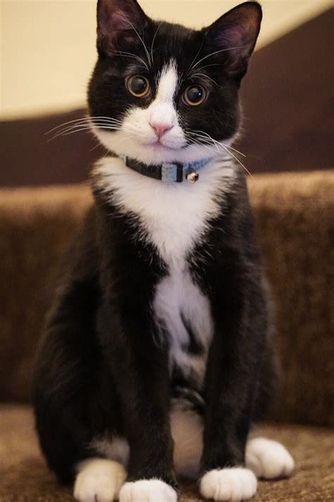 Cat With Tuxedo