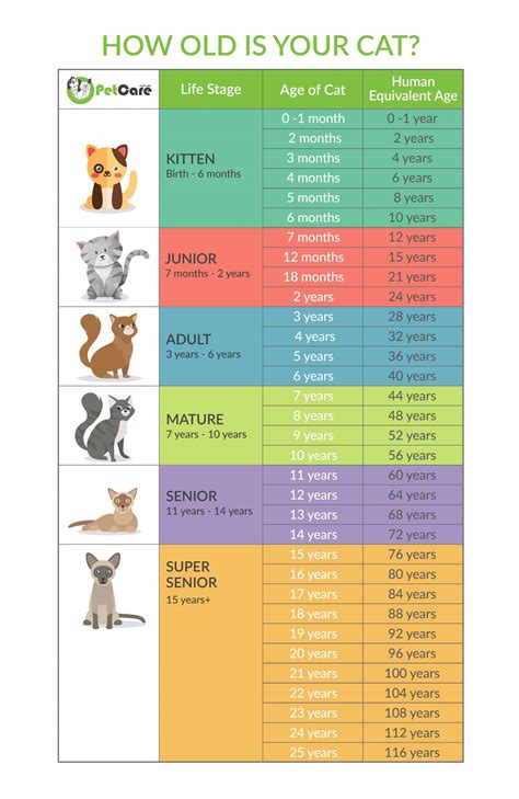 Cat Years To Human Years Chart