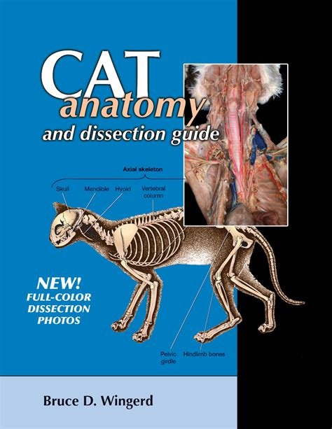 Read Cat Dissection Answer Guide Bluedoor Llc 