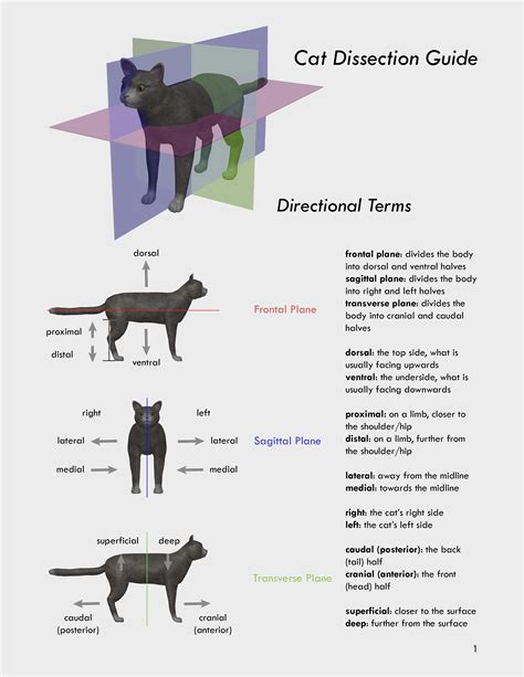 Read Online Cat Dissection Directions Guide 