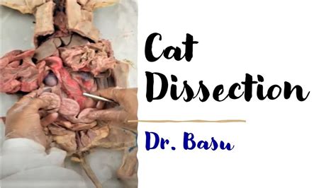 Read Online Cat Dissection Lab Guide 