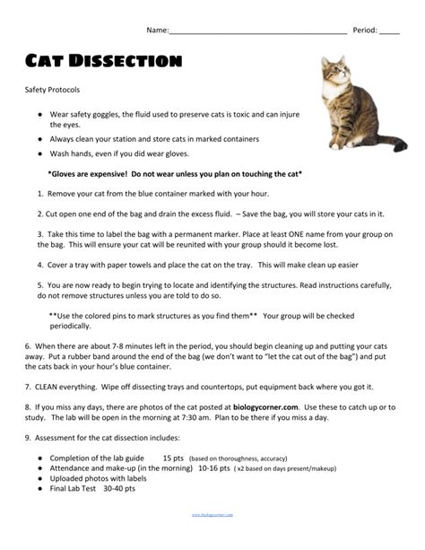 Read Online Cat Dissection Lab Guide 