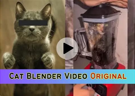 Cat In Blender Video