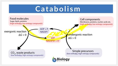 Catabolic Reaction Example