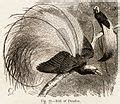 Category Animal Coloration Wikimedia Commons Bird Of Paradise Coloring Page - Bird Of Paradise Coloring Page