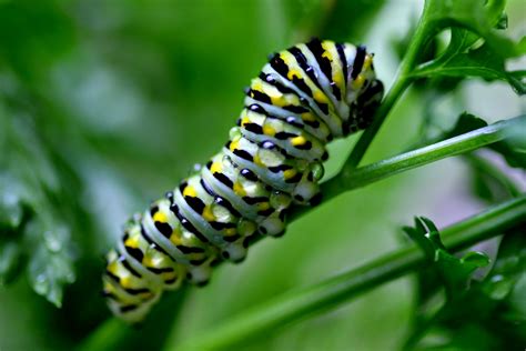 caterpillar - botina caterpillar