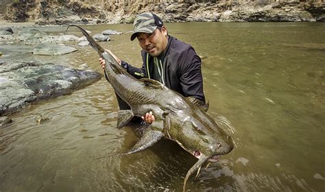 Catfish In India