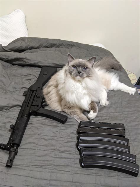 Cats And Guns