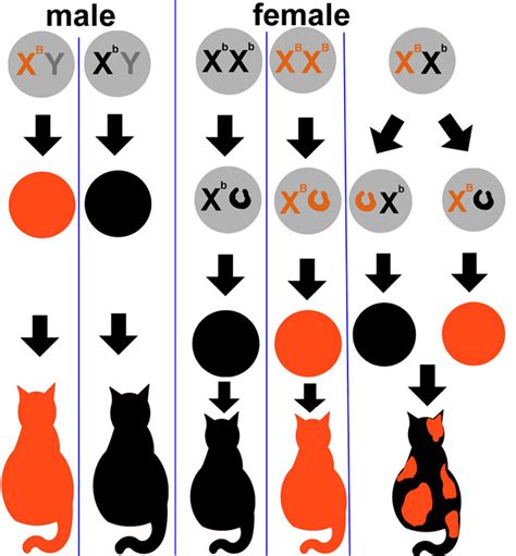 Cats And Punnett Squares Science News Learning Science Punnett Squares - Science Punnett Squares