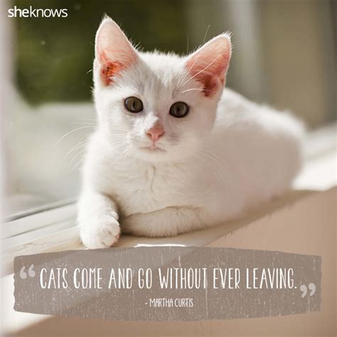 Cats Images With Quotes