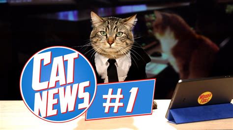 Cats News And Scientific Articles On Live Science Cats And Science - Cats And Science