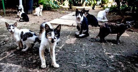 Cats Of Cuba