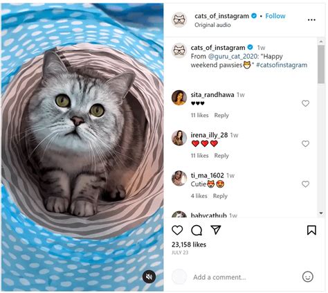 cats on instagram