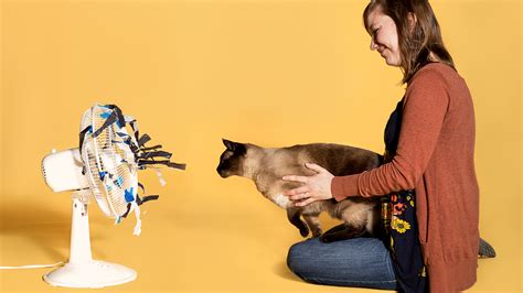 Cats Rival Dogs On Many Tests Of Social Science Experiments With Cats - Science Experiments With Cats