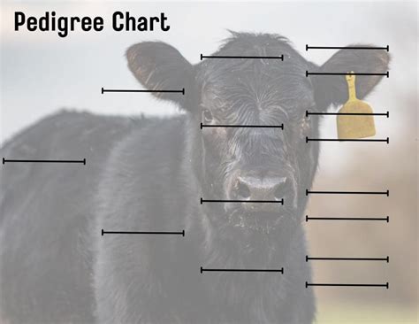 Cattle Pedigree Template