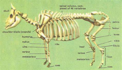 cattle skeletal system diagram
