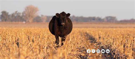 Cattlemen S Beef Usa