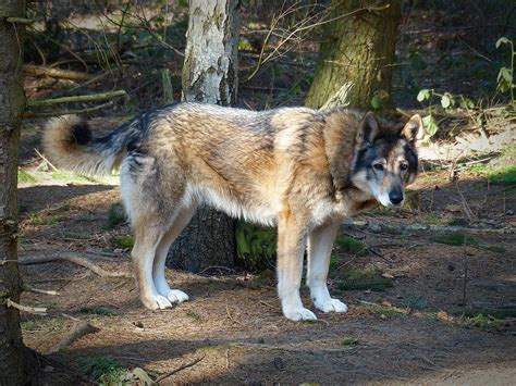 Caucasian Wolf Dog
