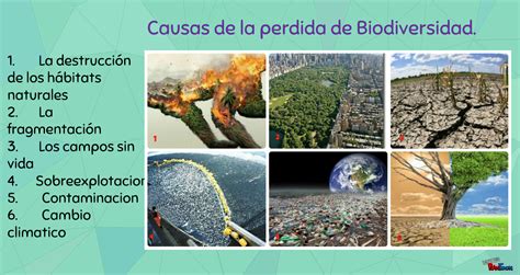 Causas De La Perdida De Biodiversidad