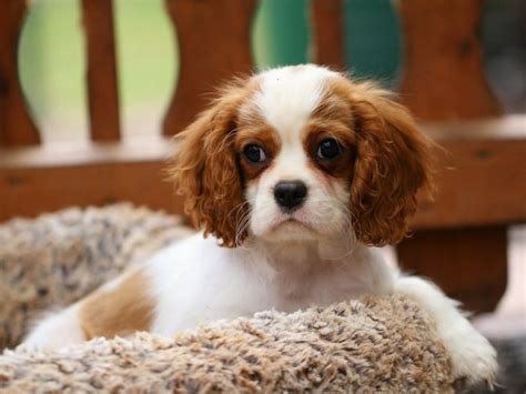 cavalier king in regalo emilia romagna