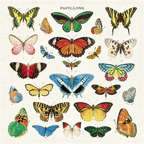 Cavallini Papers Co