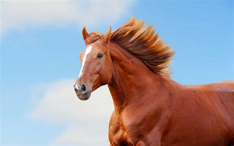cavalo - foto de cavalo