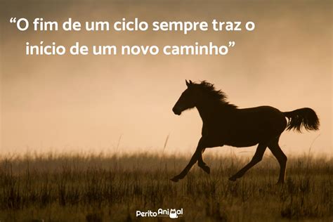 Cavalos E Frases
