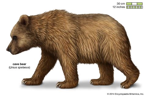 Cave For Bear