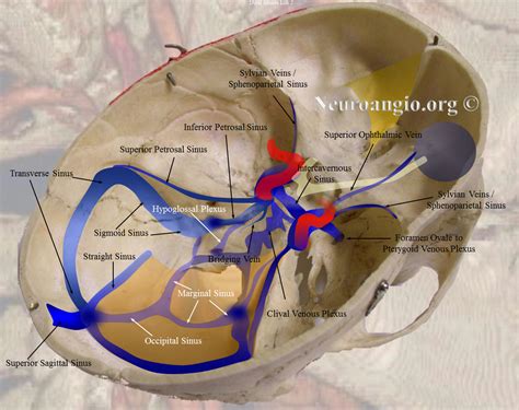 Cavernous Sinus Veins