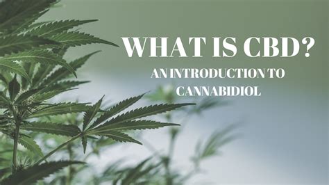 Cbd A Users Guide To Cbd Hemp Oil In 2019 For Pai