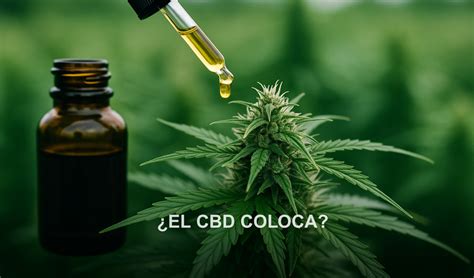cbd coloca