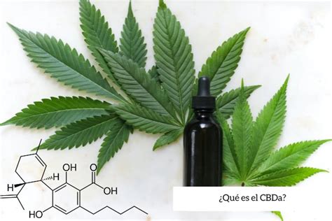 cbda que es