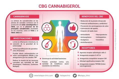 cbg que es