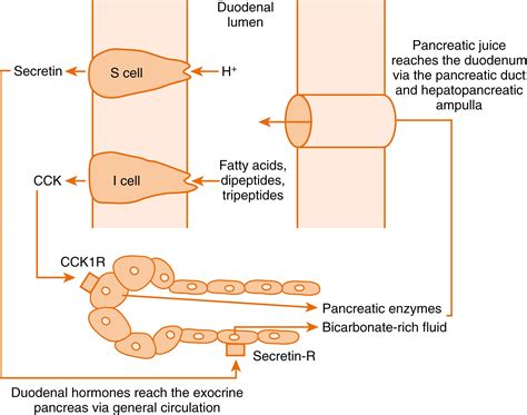 Cck Secretin
