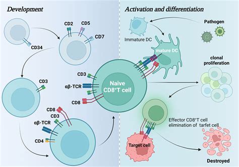 Cd8 Dc Spacial
