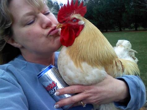 cdc guidelines on kissing chickens california