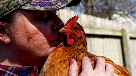 cdc guidelines on kissing chickens images free printable