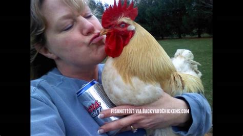 cdc guidelines on kissing chickens video youtube video
