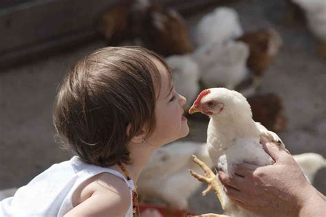 cdc guidelines on kissing chickens videos youtube today