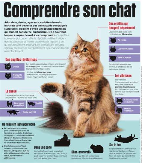 ce que chat veut dire