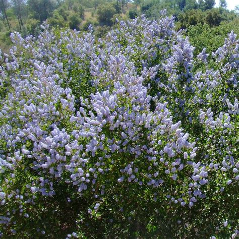 ceanothus california