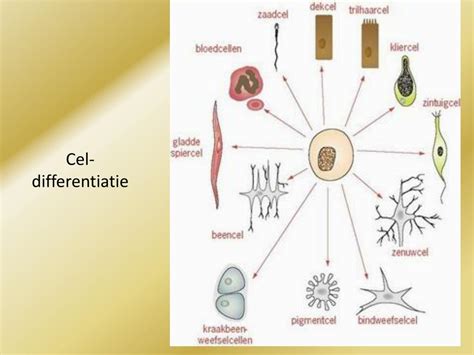 cel differentiatie