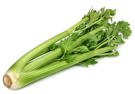 celery | Celery herb vegetables Asian and tropical vegetable