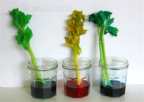 Celery And Food Coloring Science Experiment Mombrite Science Color - Science Color